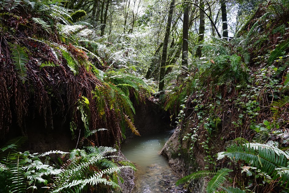 Peters Creek and Long Ridge