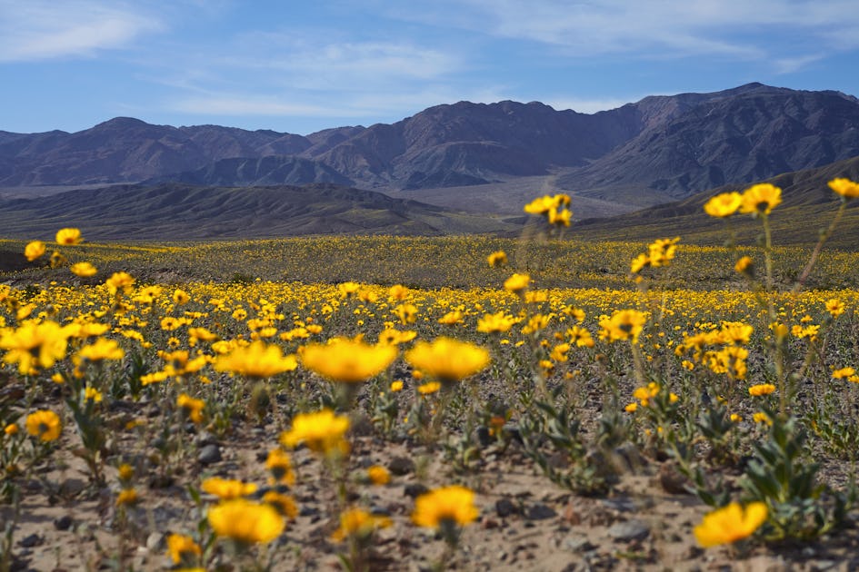 You Need to Go to Death Valley for the Super Bloom