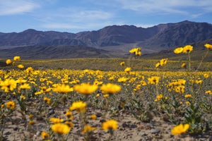You Need to Go to Death Valley for the Super Bloom