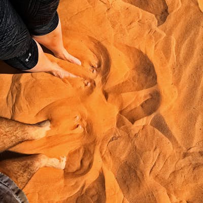 Explore the Sand Dunes in Snow Canyon State Park 