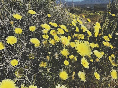 Photograph the Super Bloom in the Anza-Borrego Desert SP