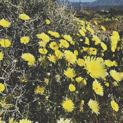 Photograph the Super Bloom in the Anza-Borrego Desert SP
