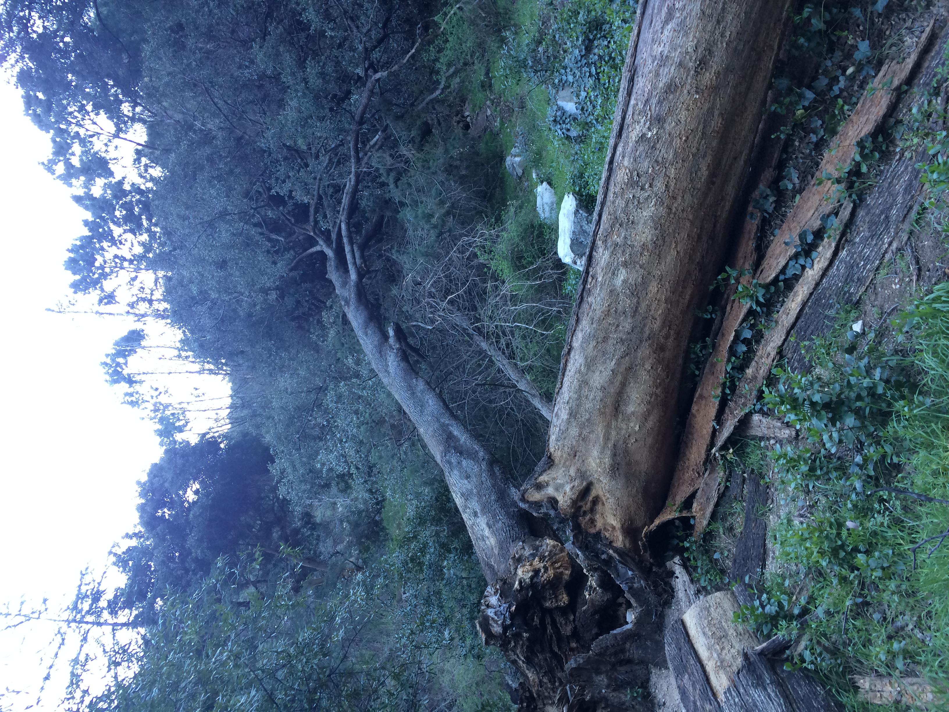 Sturtevant Falls 