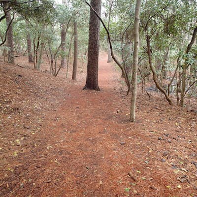 Hike the Osmanthus Trail