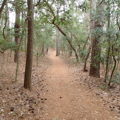 Hike the Osmanthus Trail