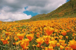 Catch the "Super Bloom" in Lake Elsinore, California