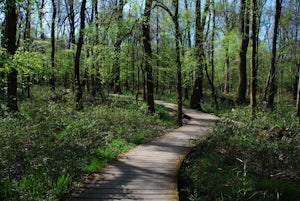 Hike the Weston Lake Trail, Congaree NP