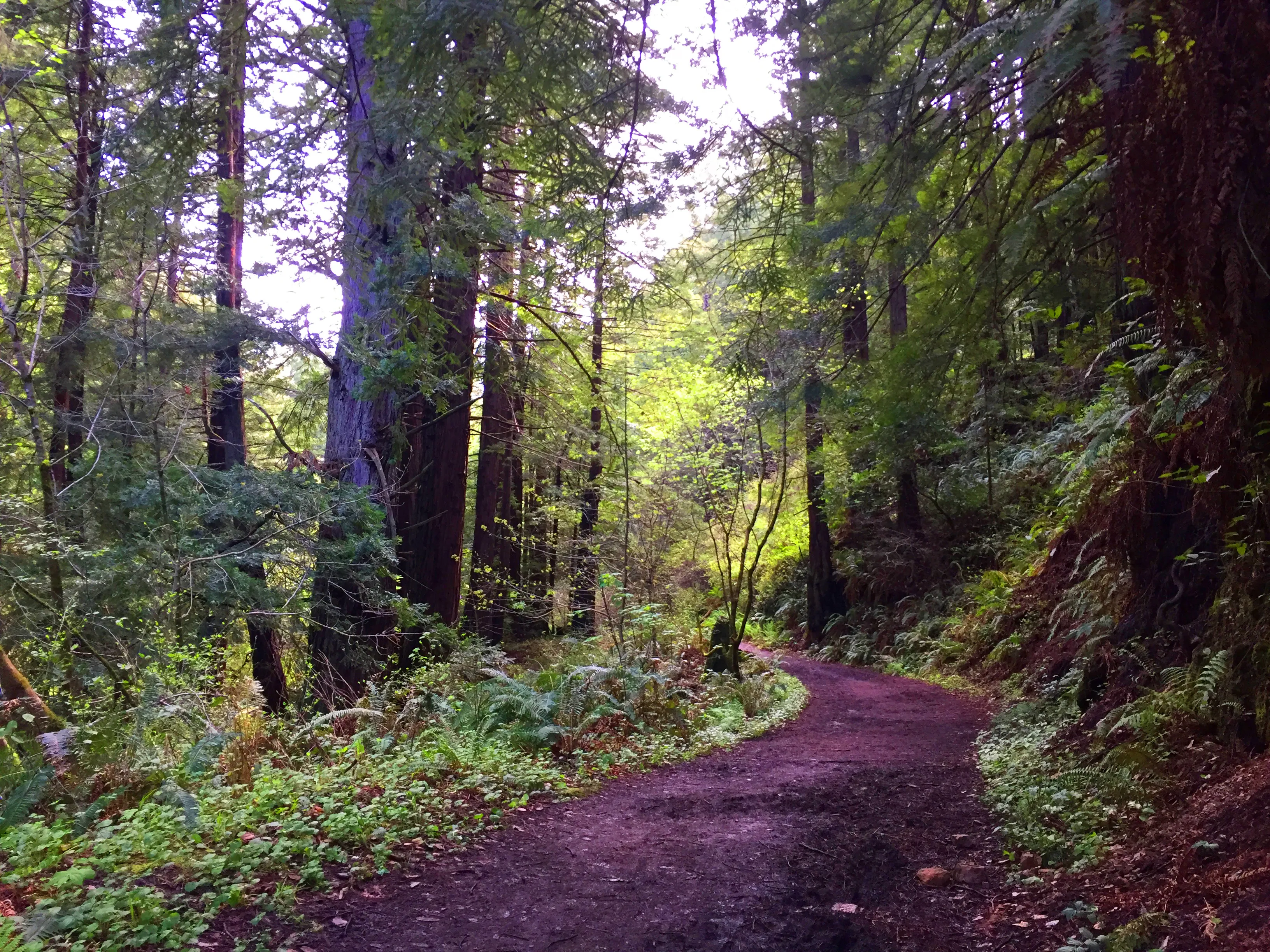 Purisima Creek Redwoods Open Space Reserve