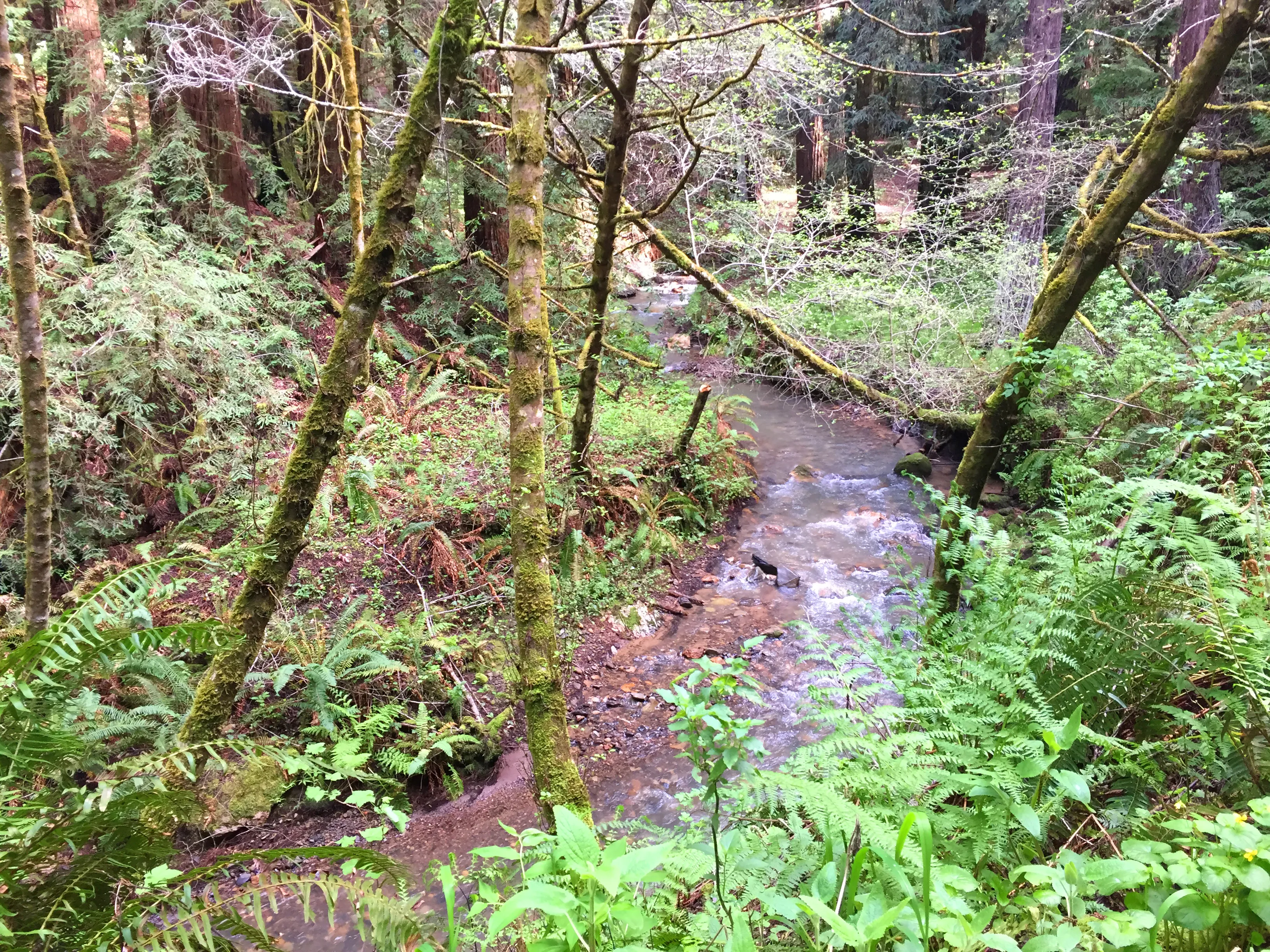 Purisima Creek Redwoods Open Space Reserve