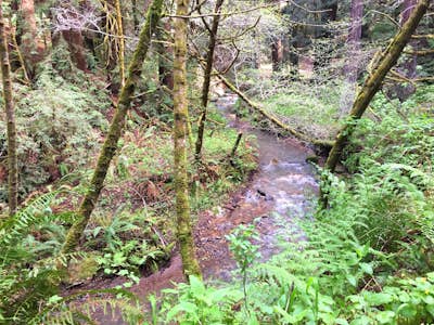 Purisima Creek Redwoods Open Space Reserve