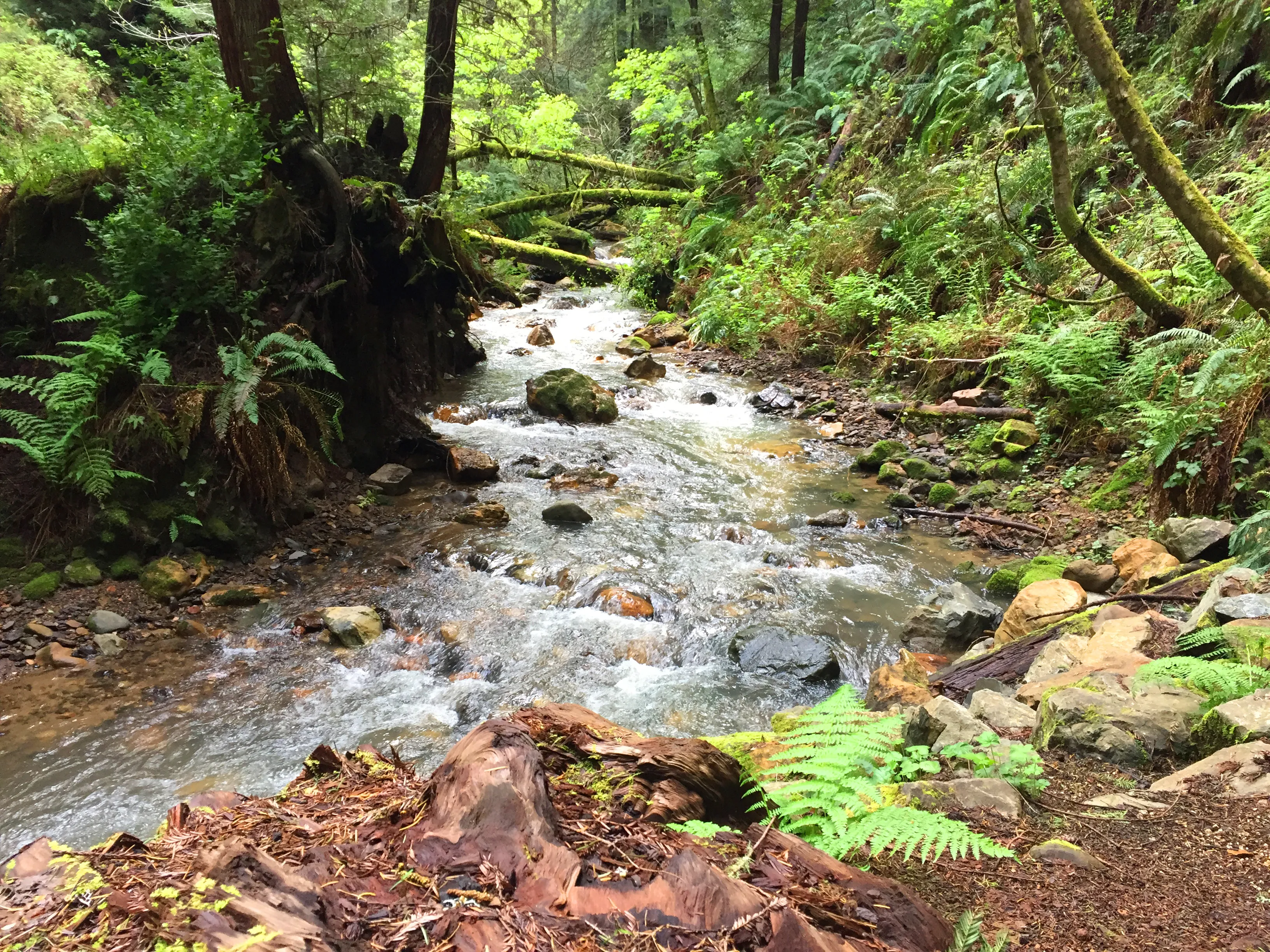 Purisima Creek Redwoods Open Space Reserve