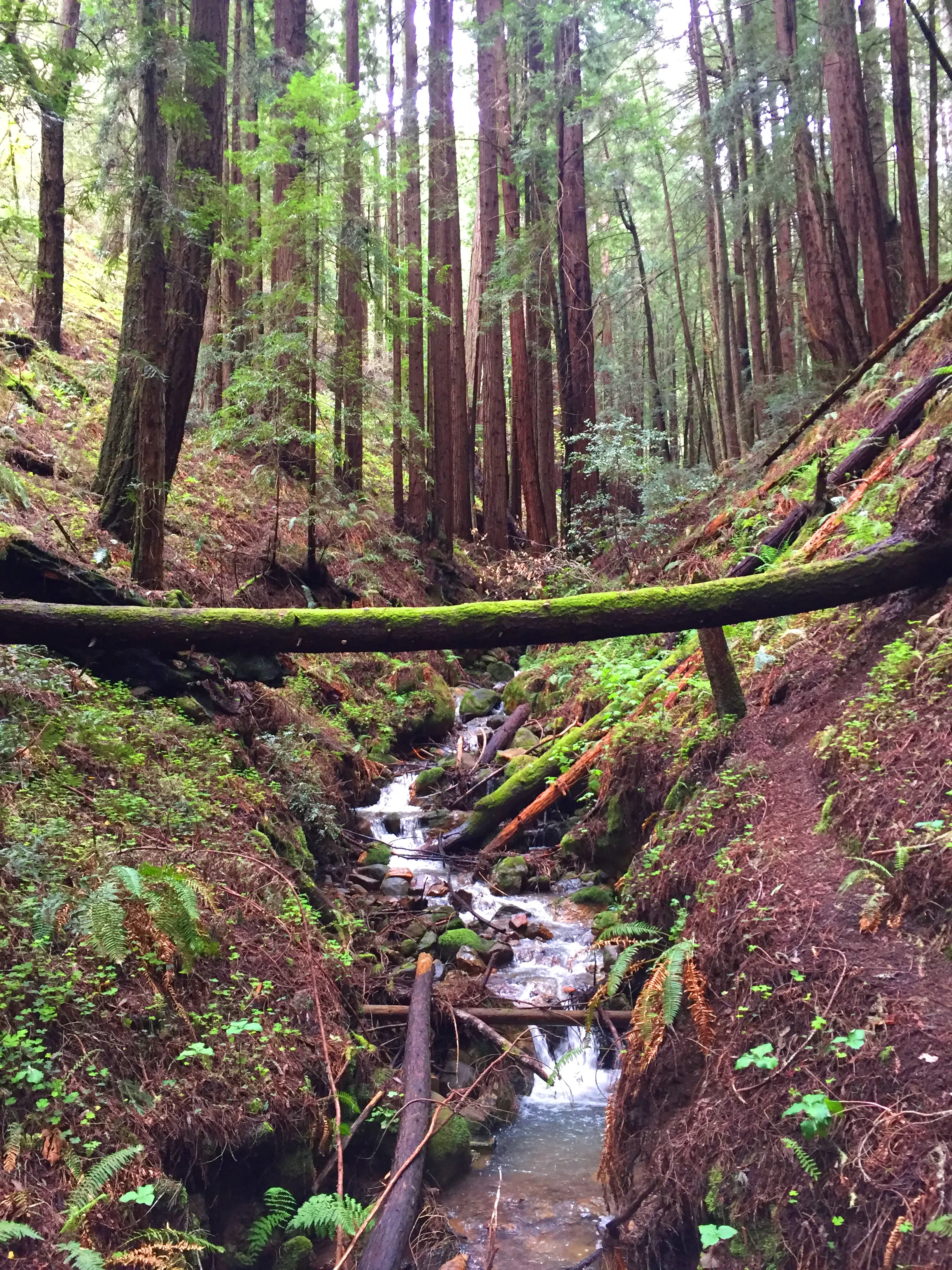 Purisima Creek Redwoods Open Space Reserve