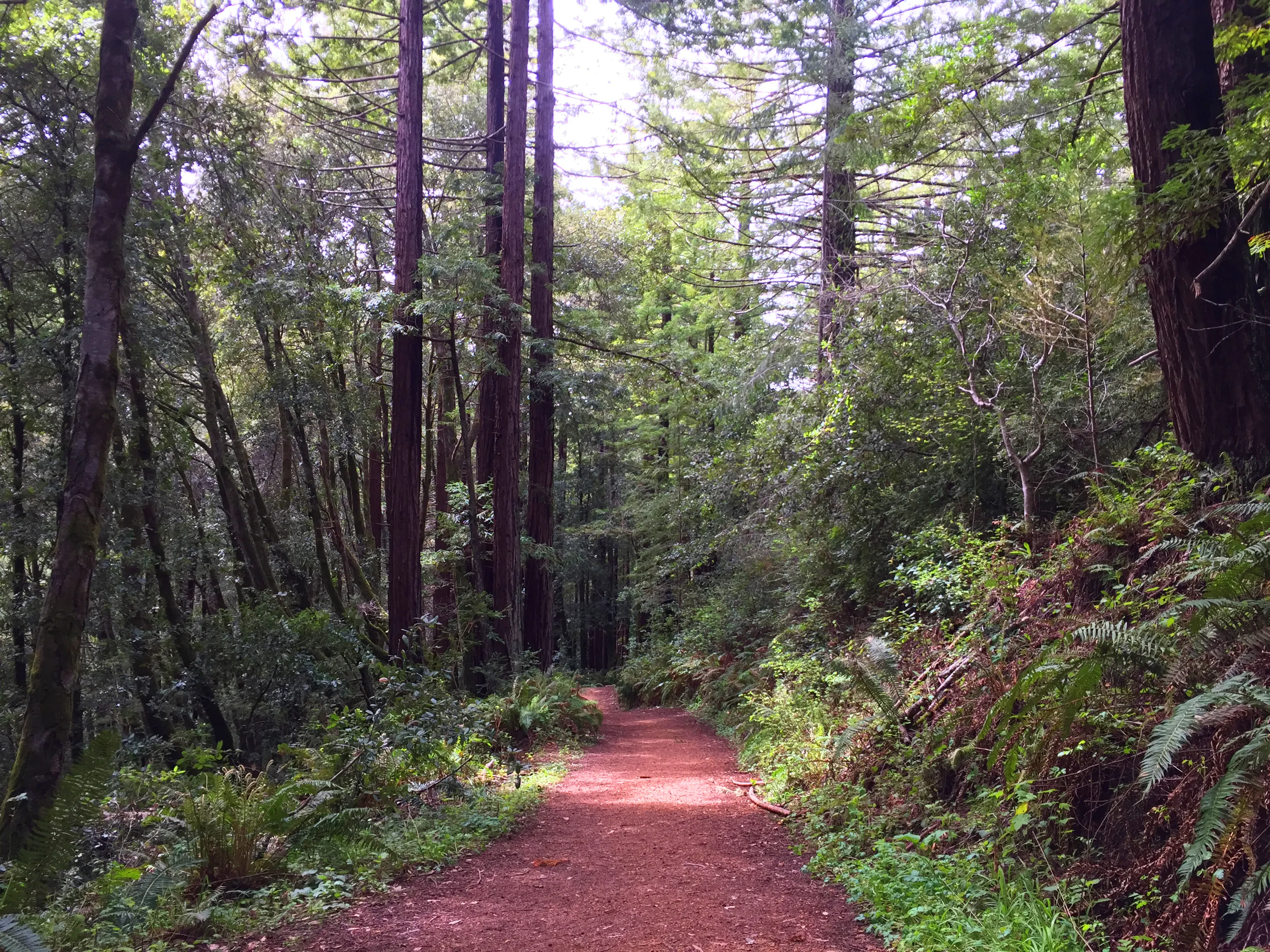 Purisima Creek Redwoods Open Space Reserve