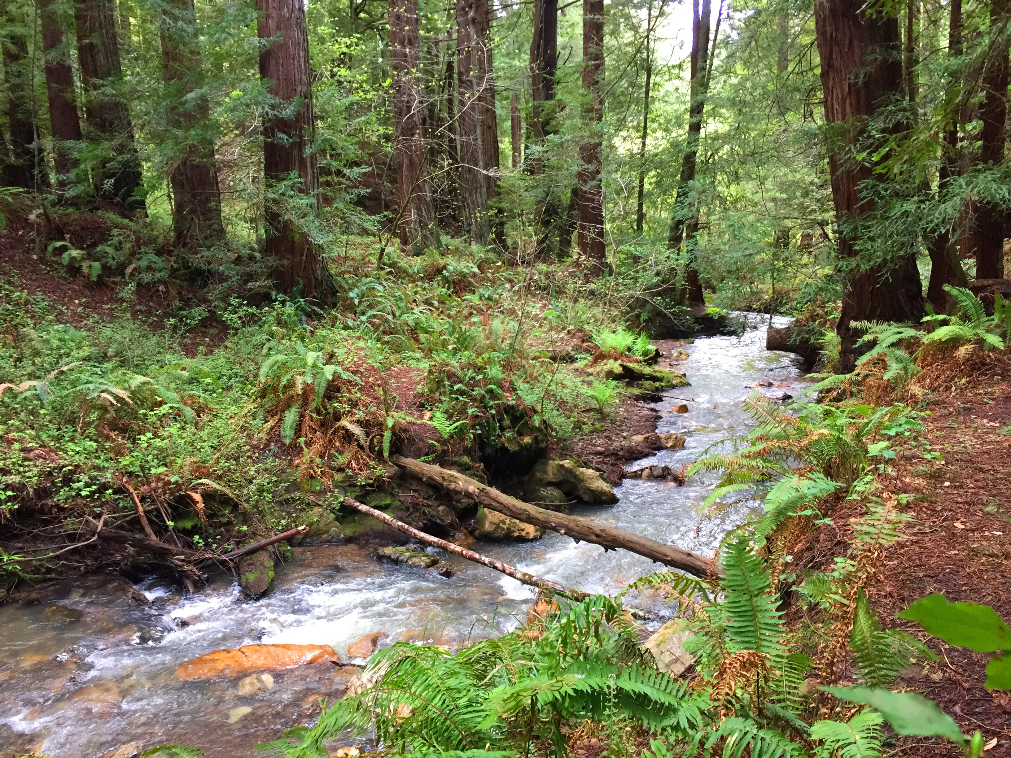 Purisima Creek Redwoods Open Space Reserve