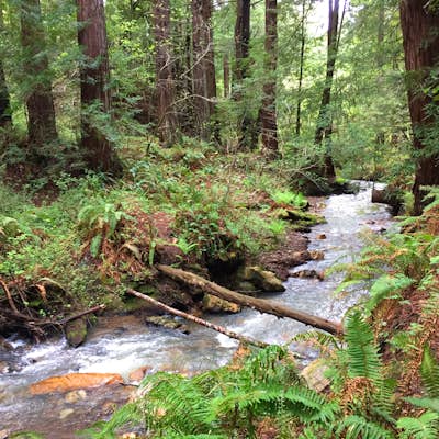 Purisima Creek Redwoods Open Space Reserve