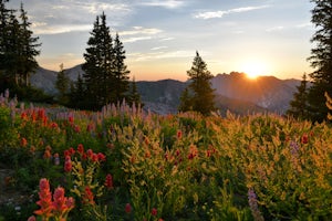 The Best Hikes to Find Wildflowers near Salt Lake City 