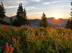 The Best Hikes to Find Wildflowers near Salt Lake City 