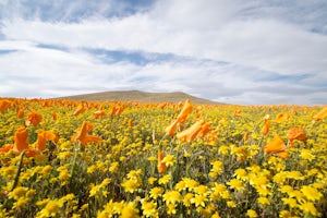 Visit the Antelope Valley Poppy Reserve