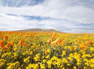 Visit the Antelope Valley Poppy Reserve