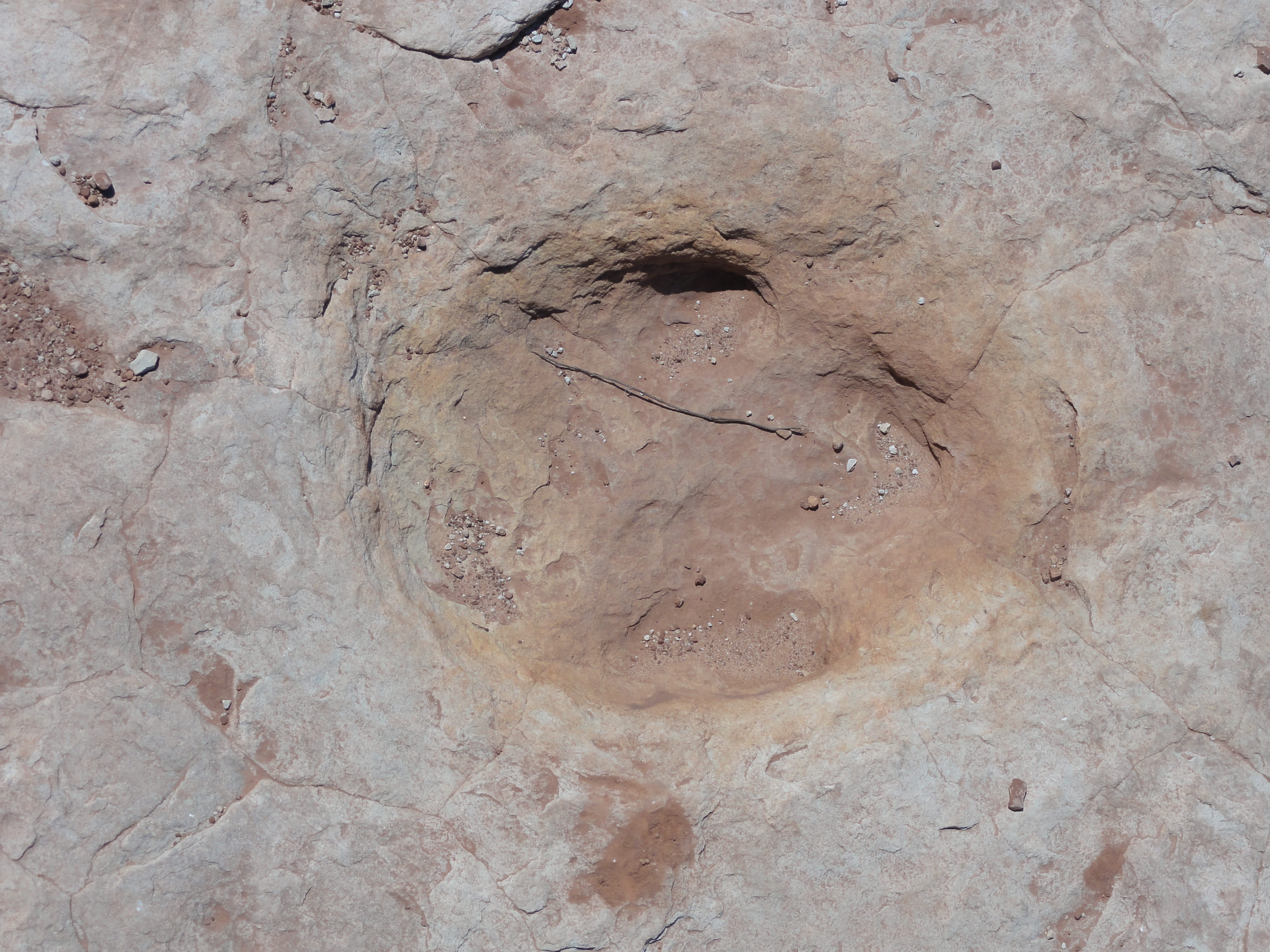 Explore the Willow Springs Dinosaur Tracks
