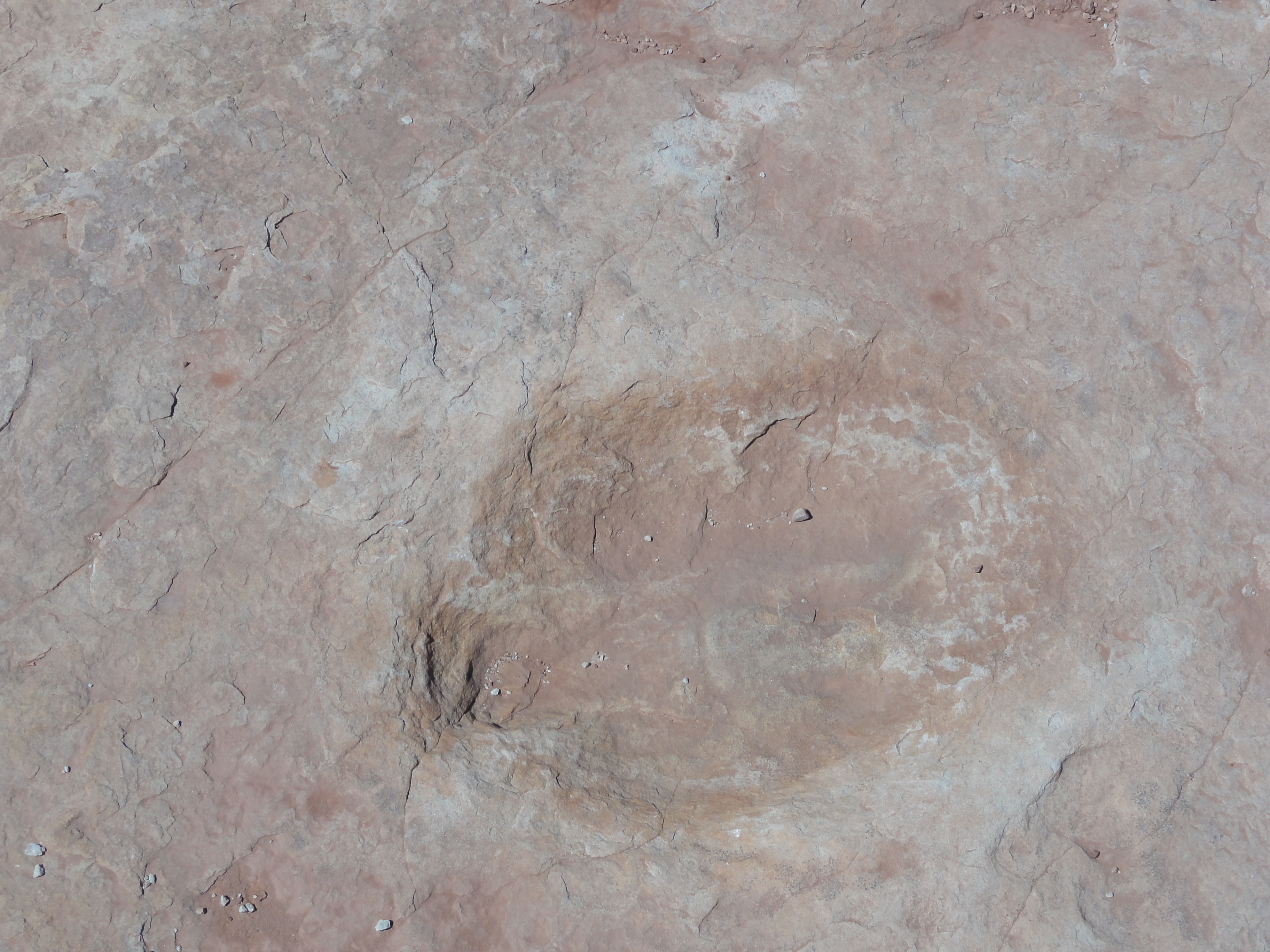 Explore the Willow Springs Dinosaur Tracks