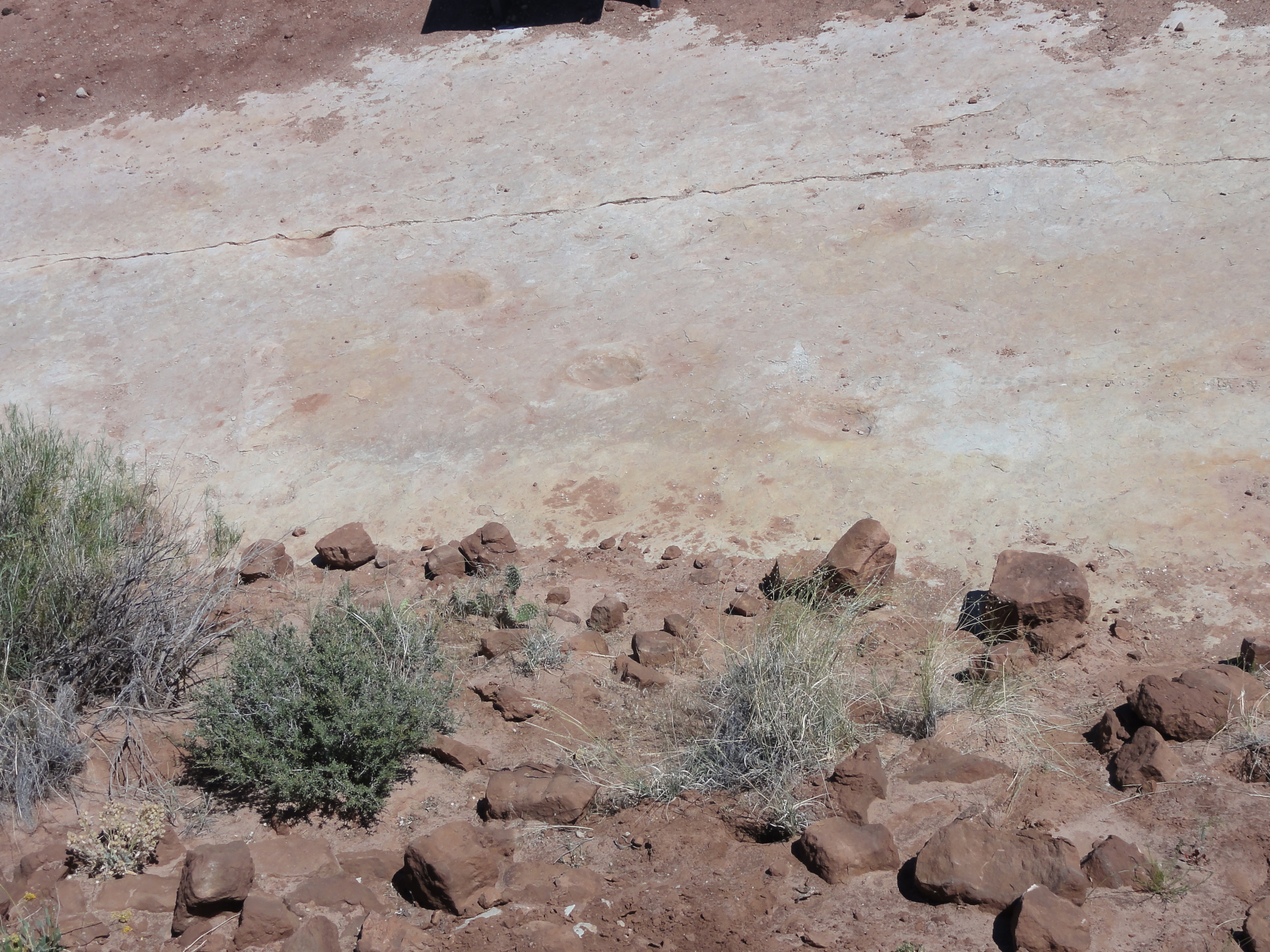 Explore the Willow Springs Dinosaur Tracks