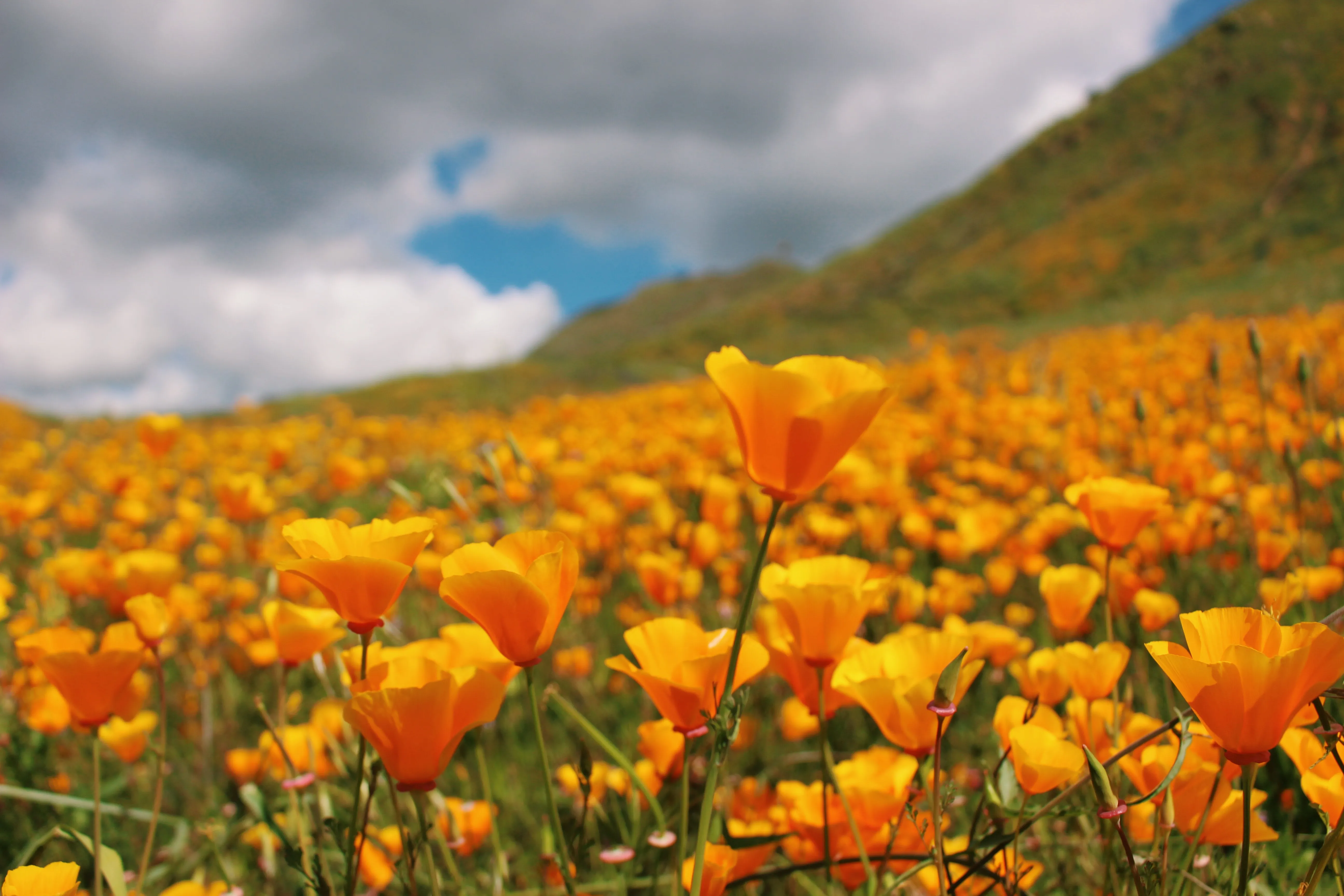 Explore Walker Canyon 