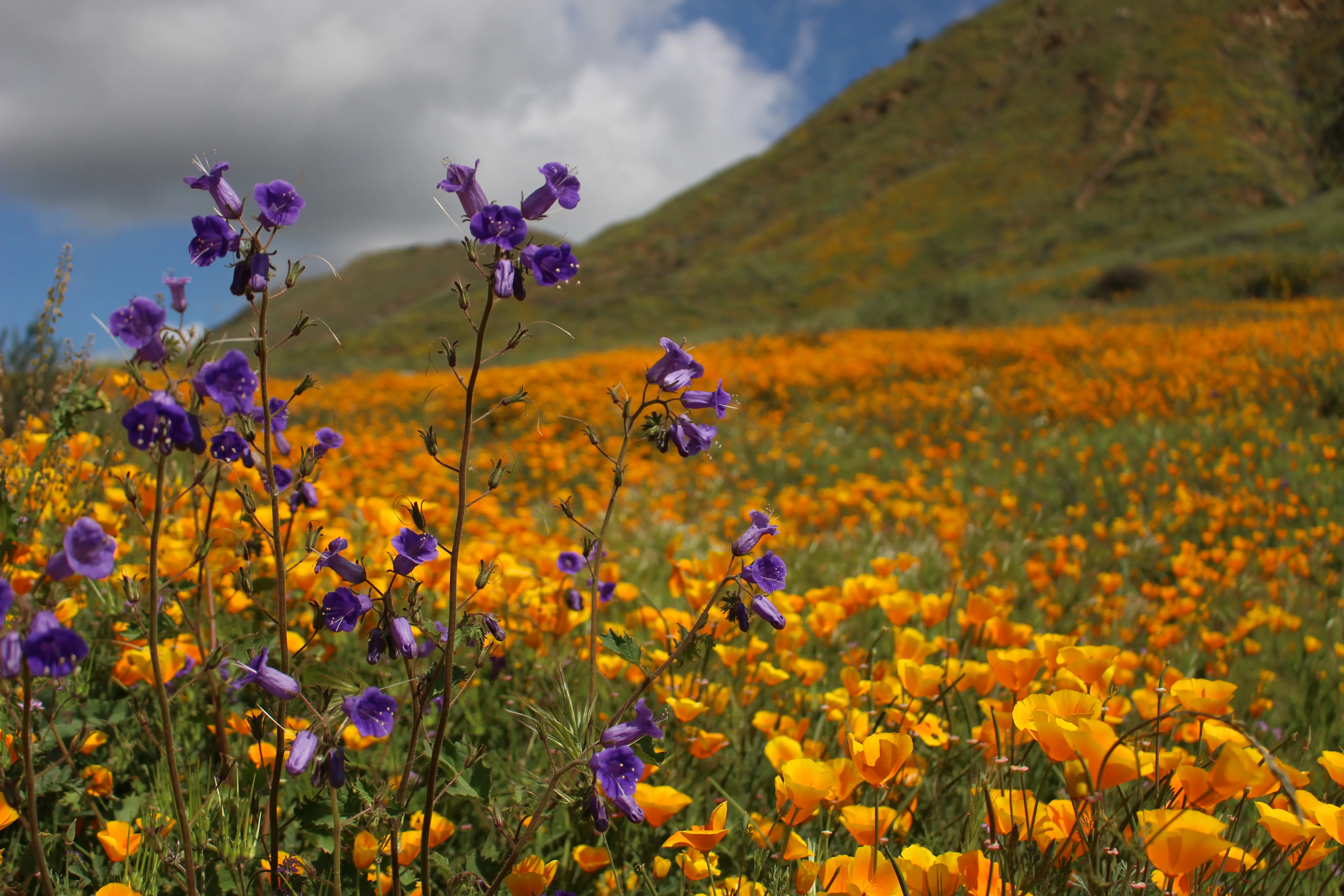 Explore Walker Canyon 