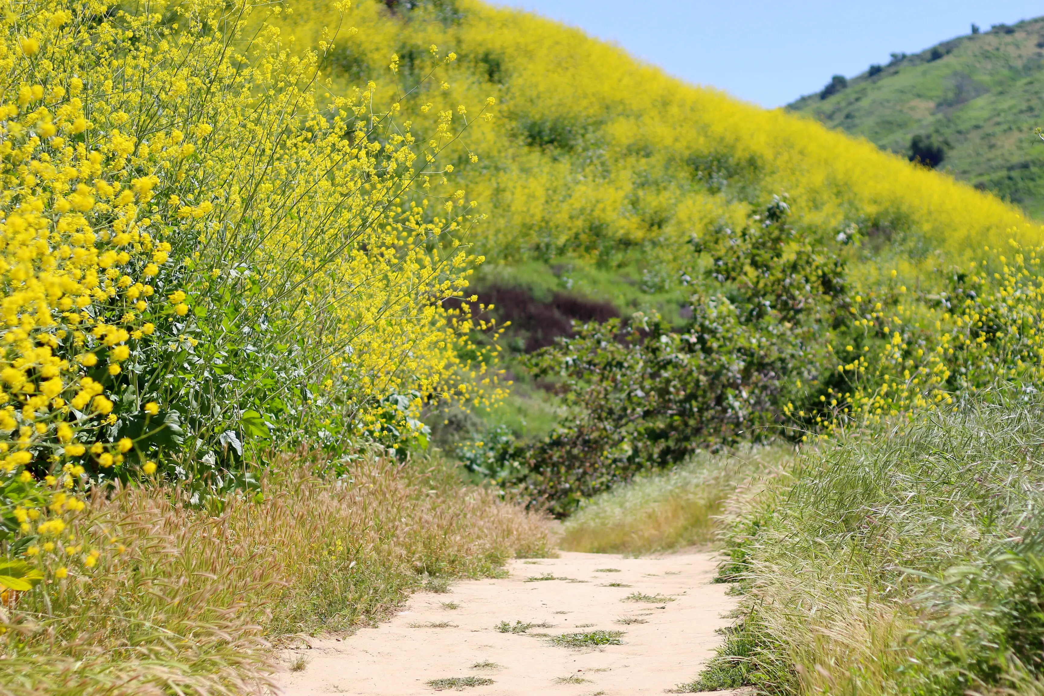 Sycamore Canyon Trail in Turnbull Canyon