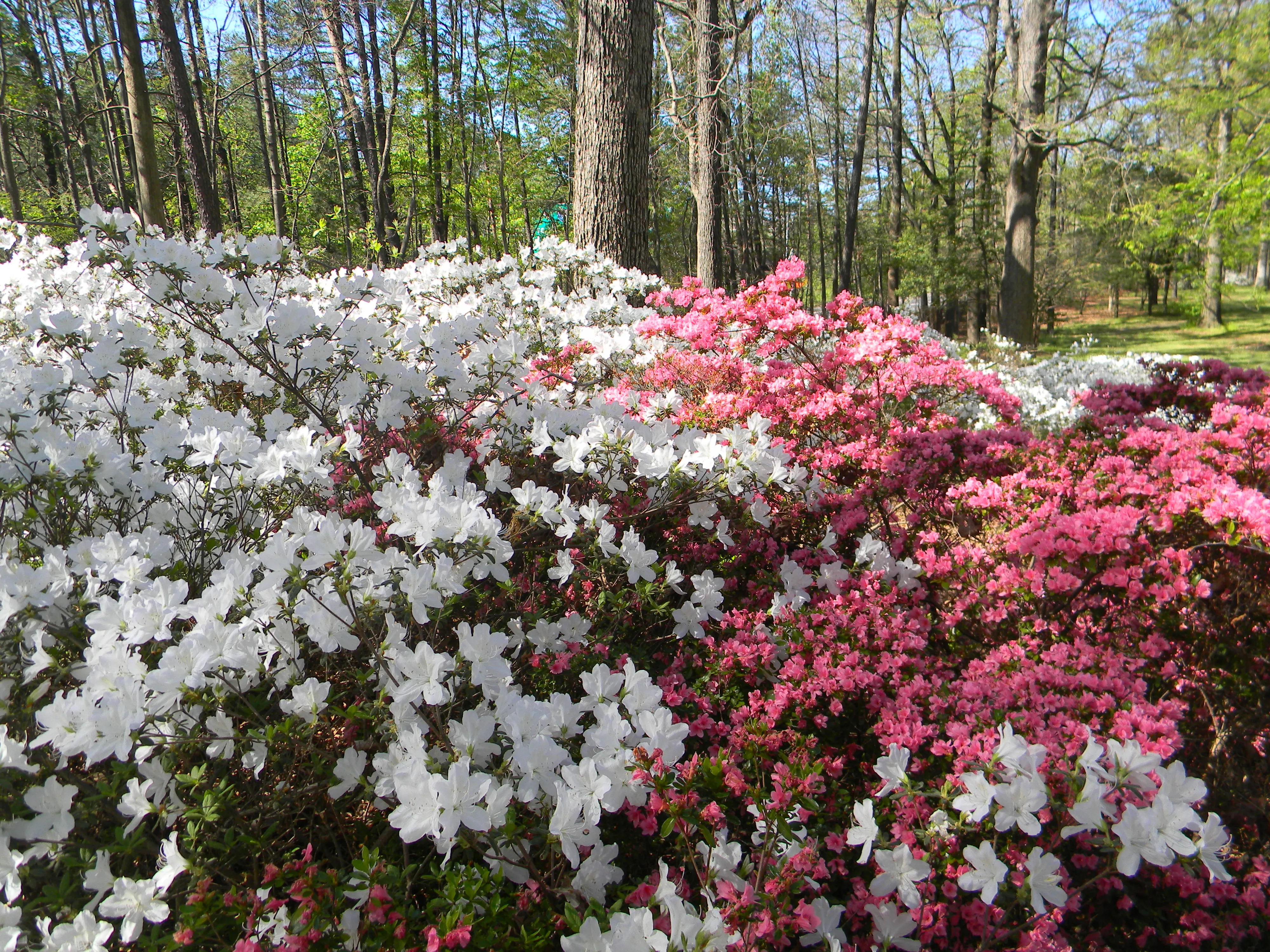 Walk the Bryan Park Azalea Gardens