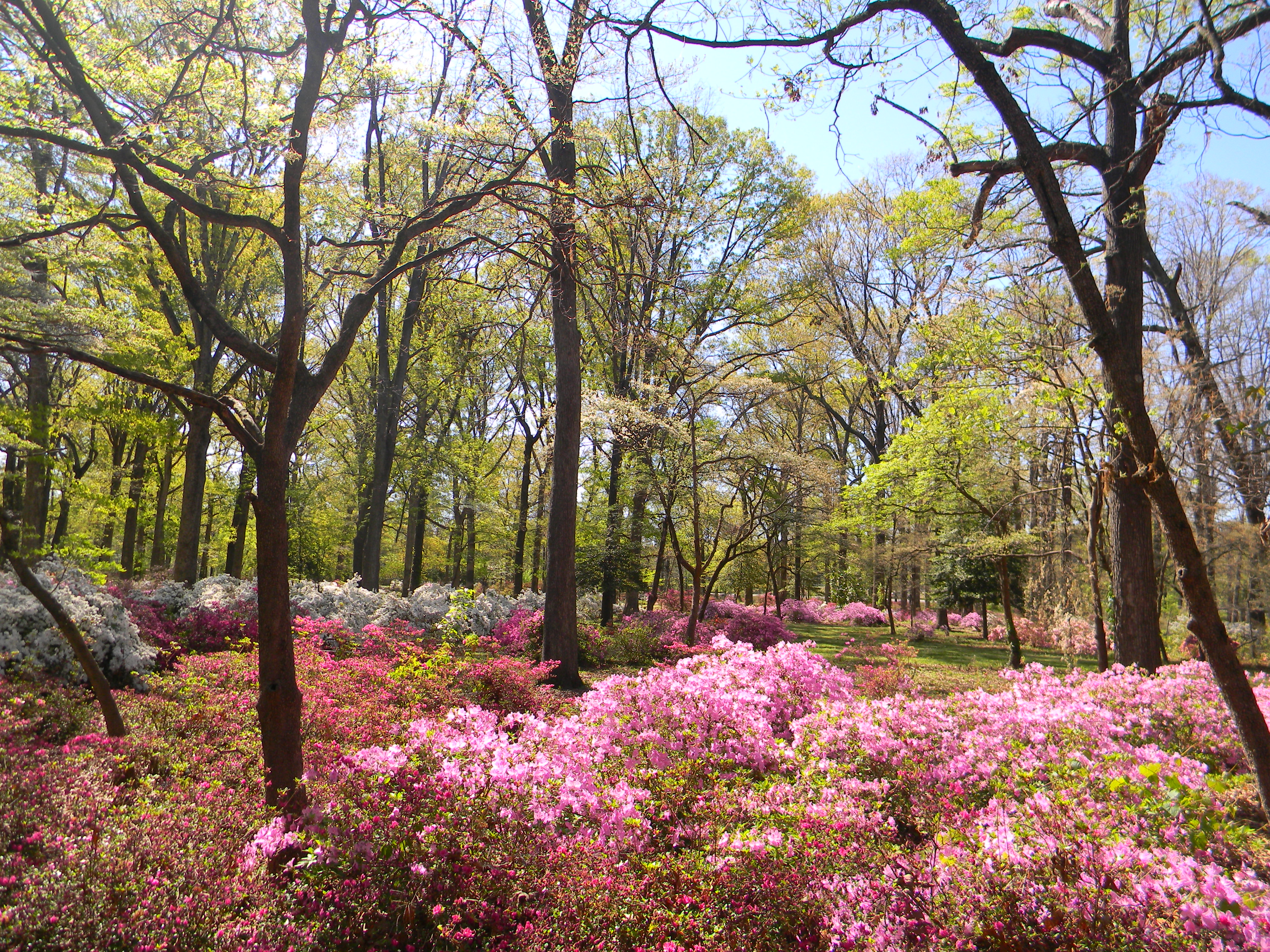 Walk The Bryan Park Azalea Gardens Richmond Virginia