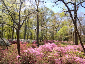 Walk the Bryan Park Azalea Gardens