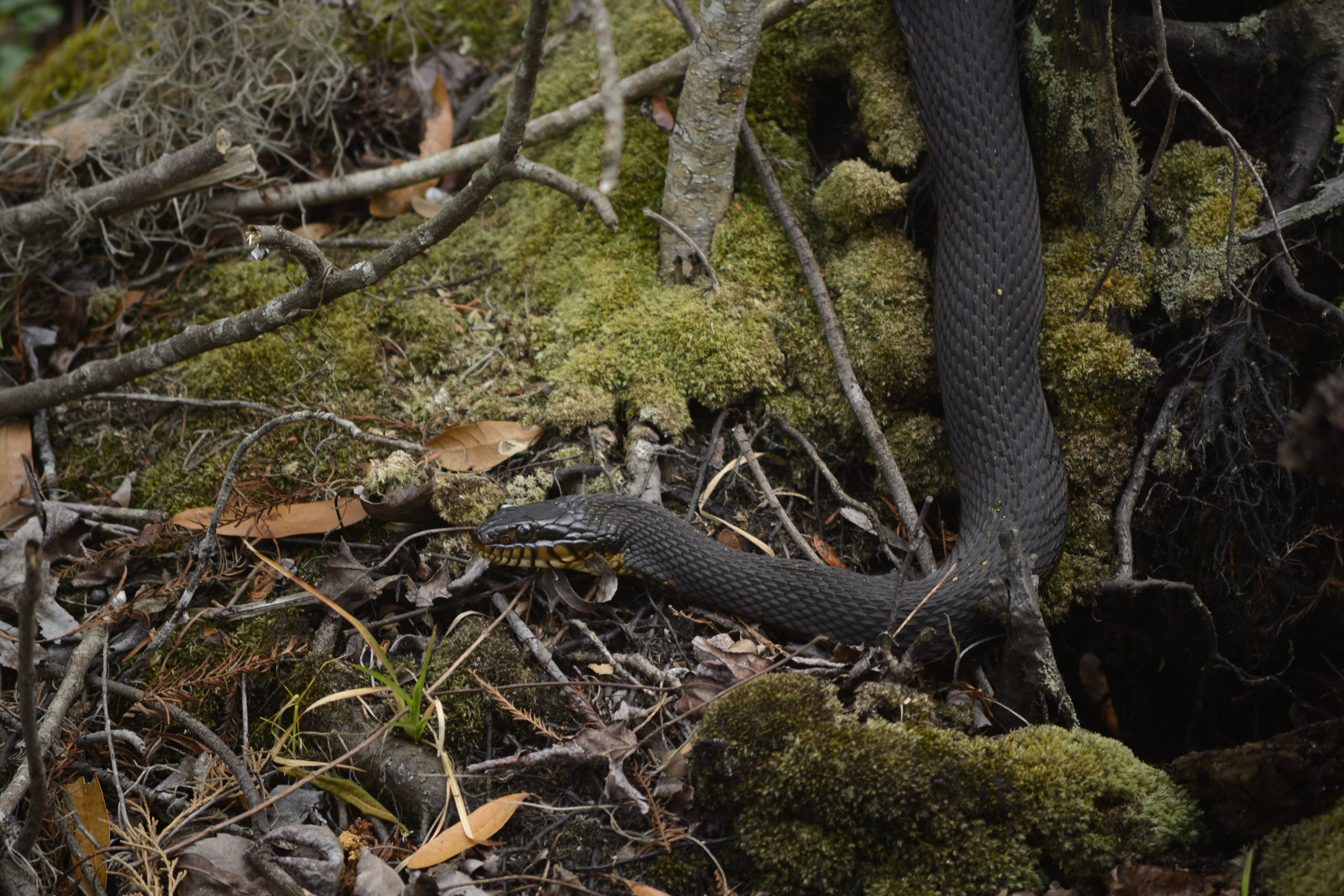 Walk around Audubon Swamp 