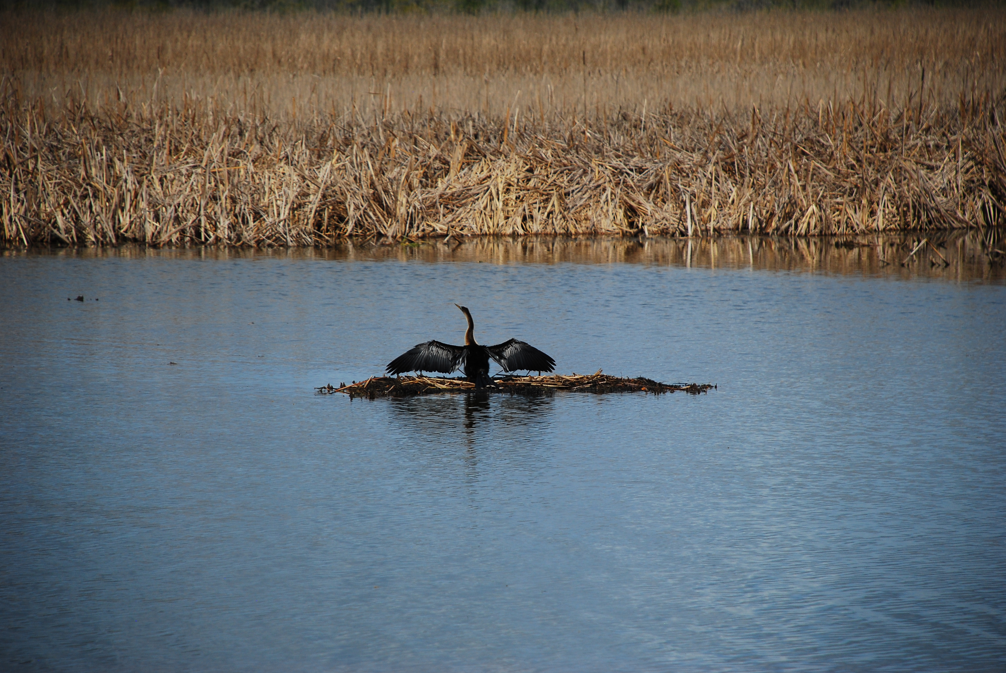 Walk around Audubon Swamp 