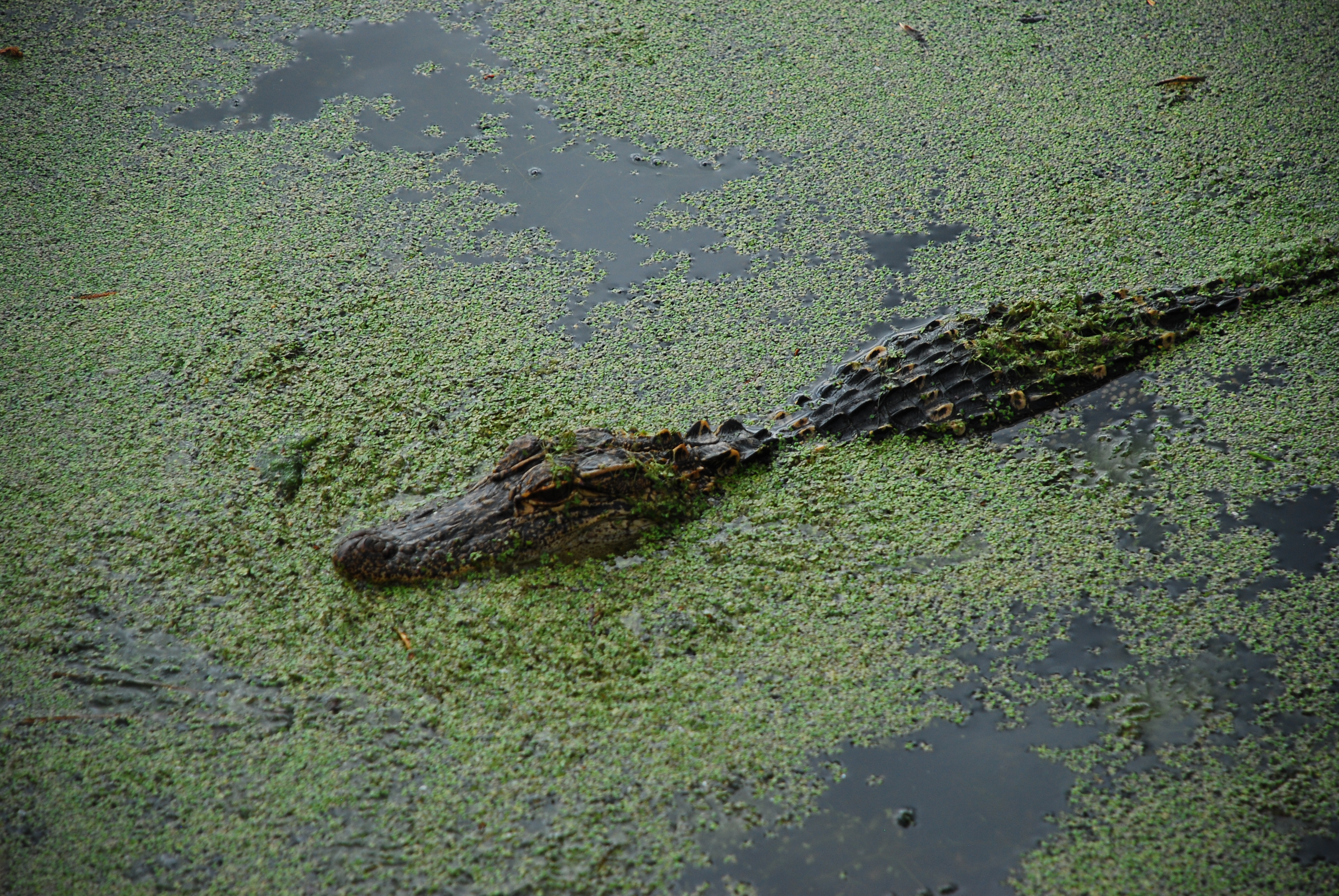 Walk around Audubon Swamp 