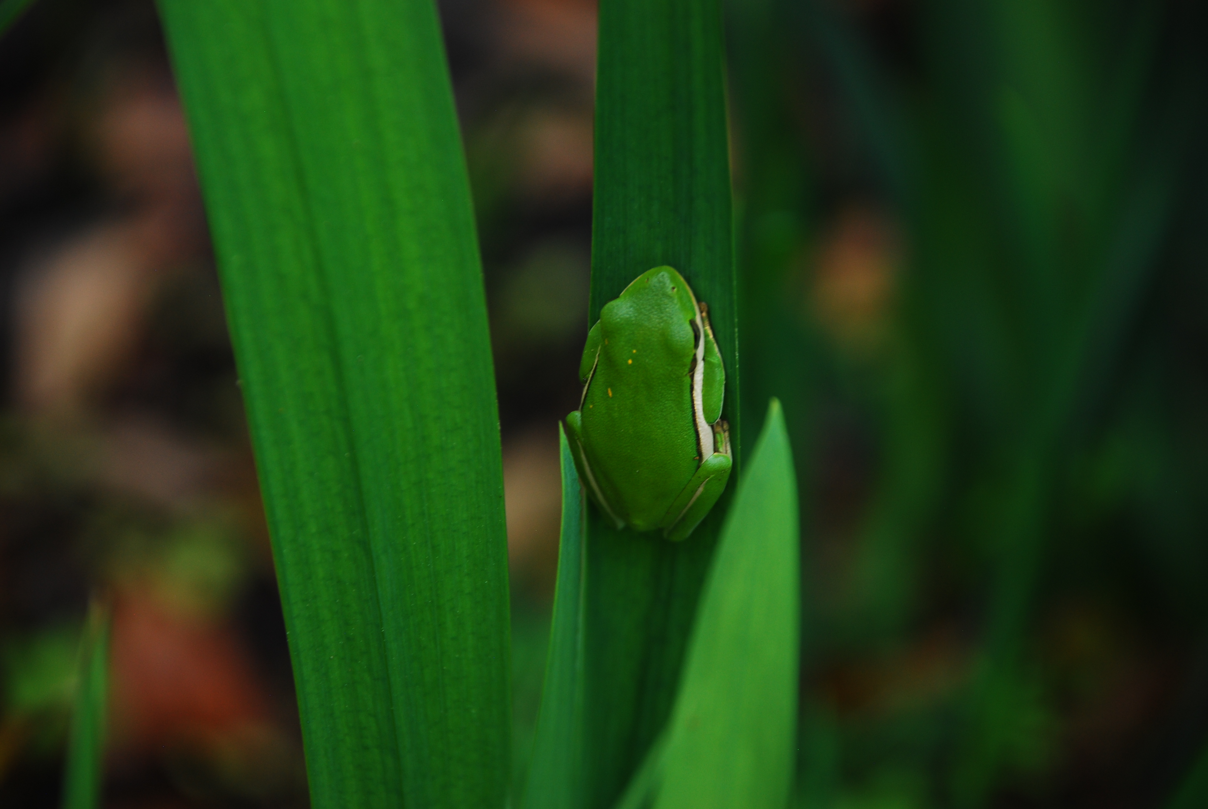 Walk around Audubon Swamp 