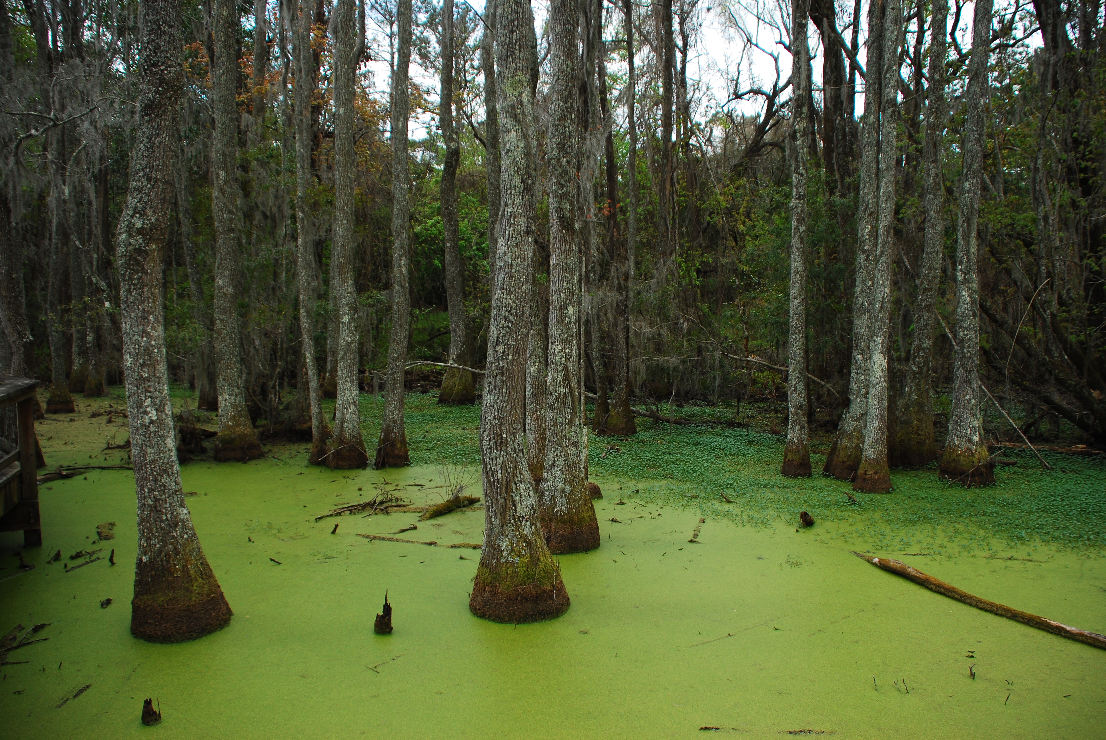 Walk around Audubon Swamp 