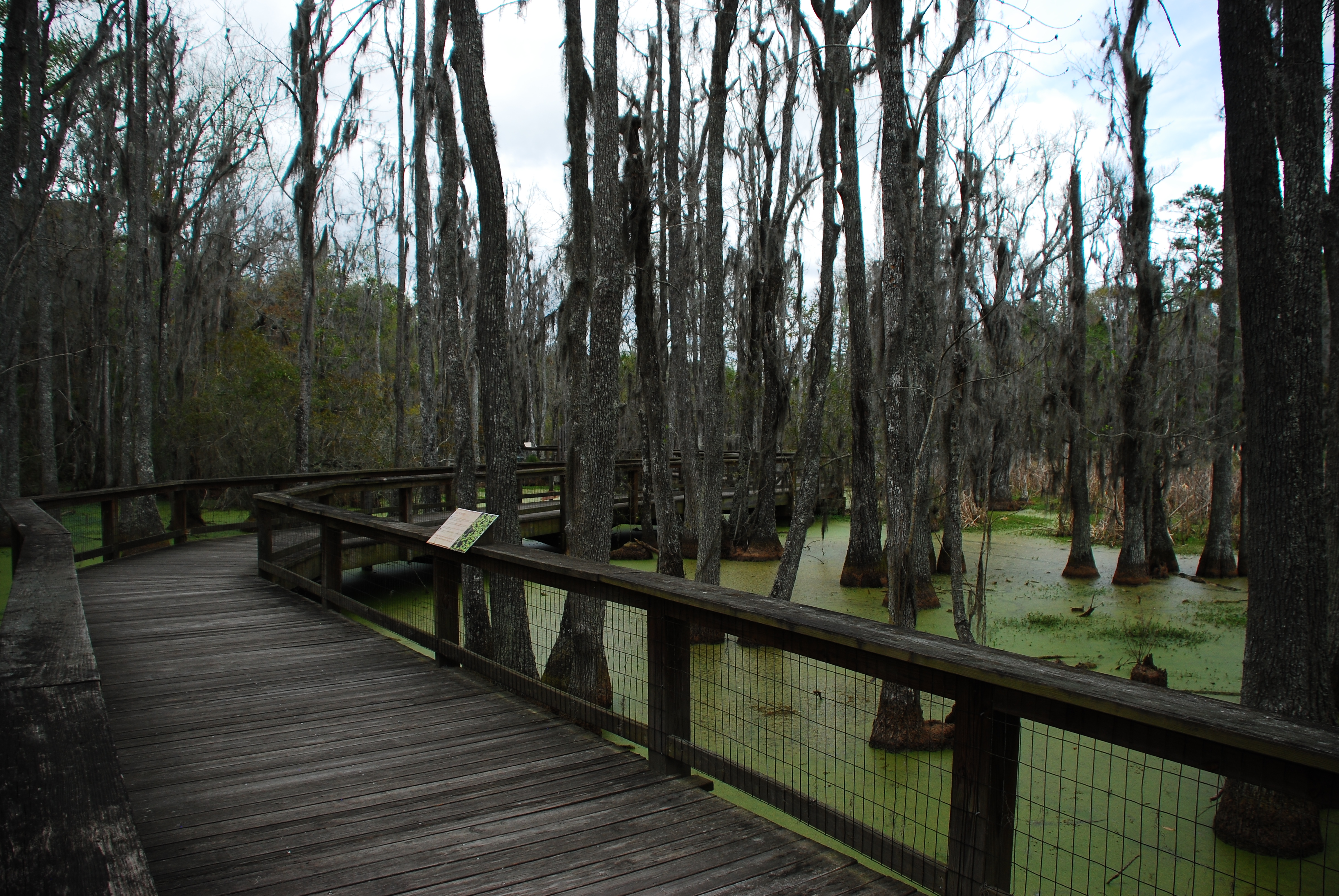 Walk around Audubon Swamp 