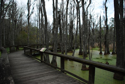 Walk around Audubon Swamp , Audubon Swamp Garden