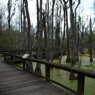 Walk around Audubon Swamp 
