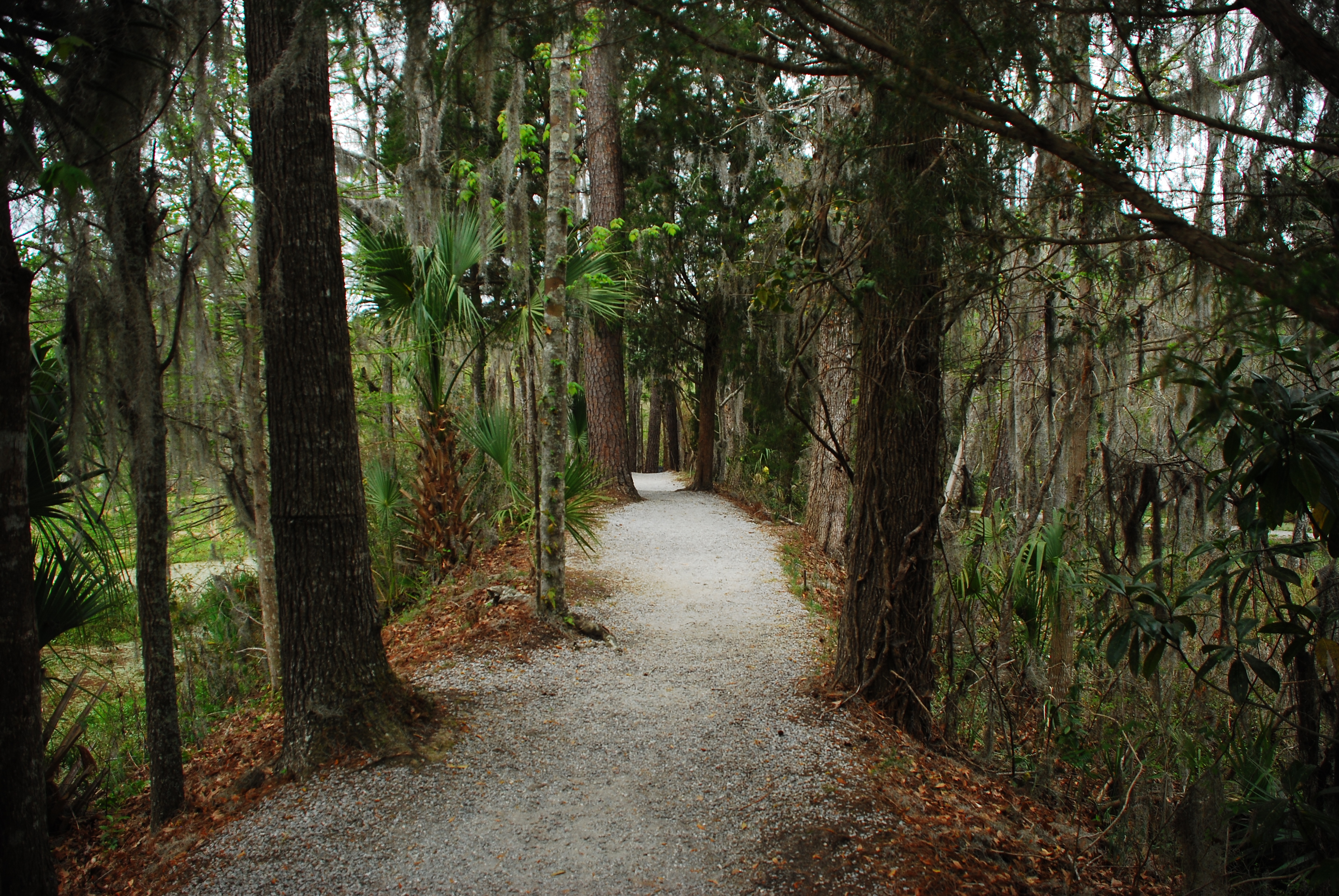 Walk around Audubon Swamp 