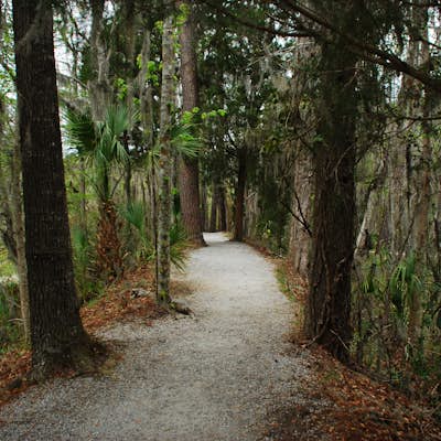 Walk around Audubon Swamp 