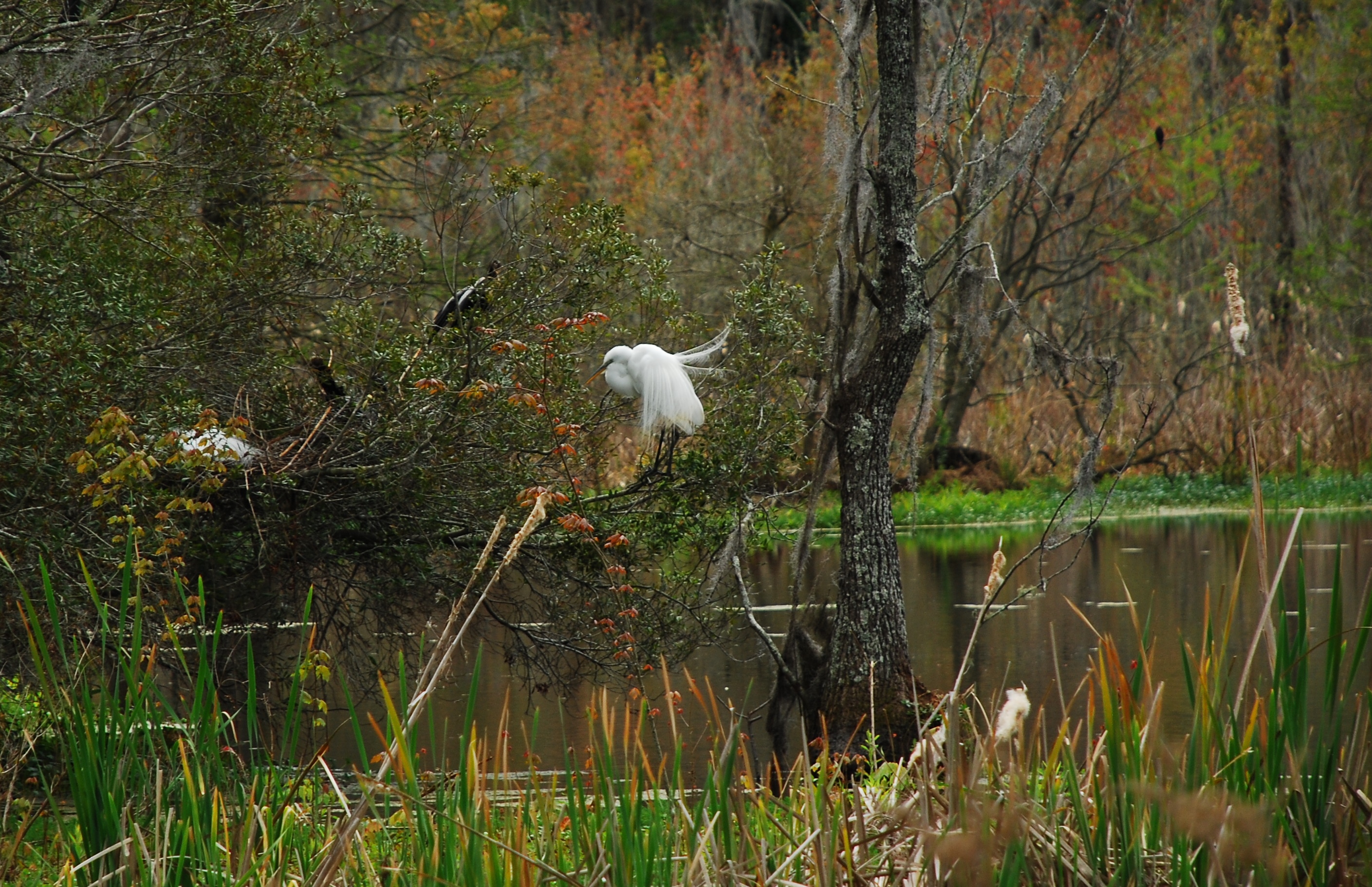 Walk around Audubon Swamp 