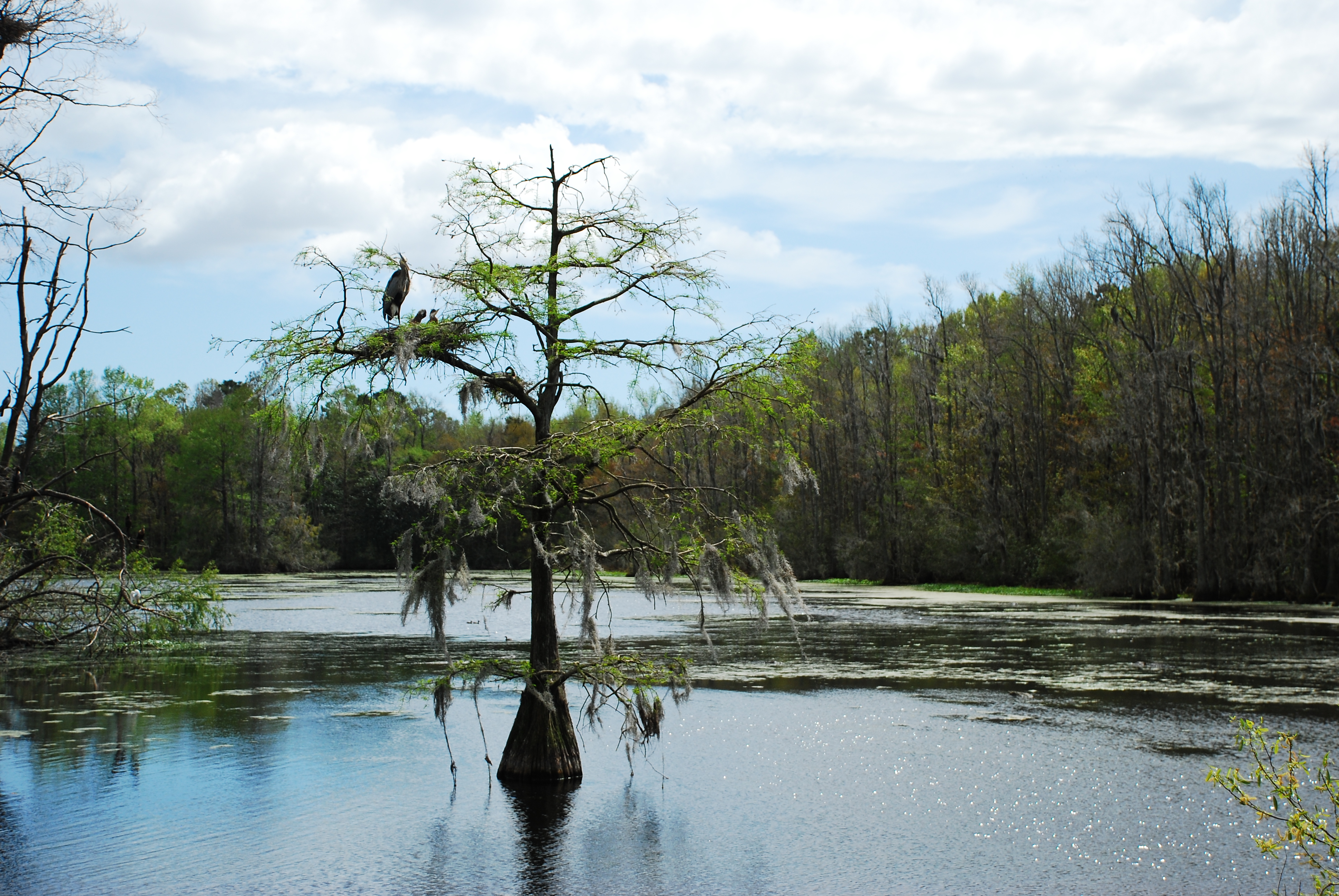 Walk around Audubon Swamp 