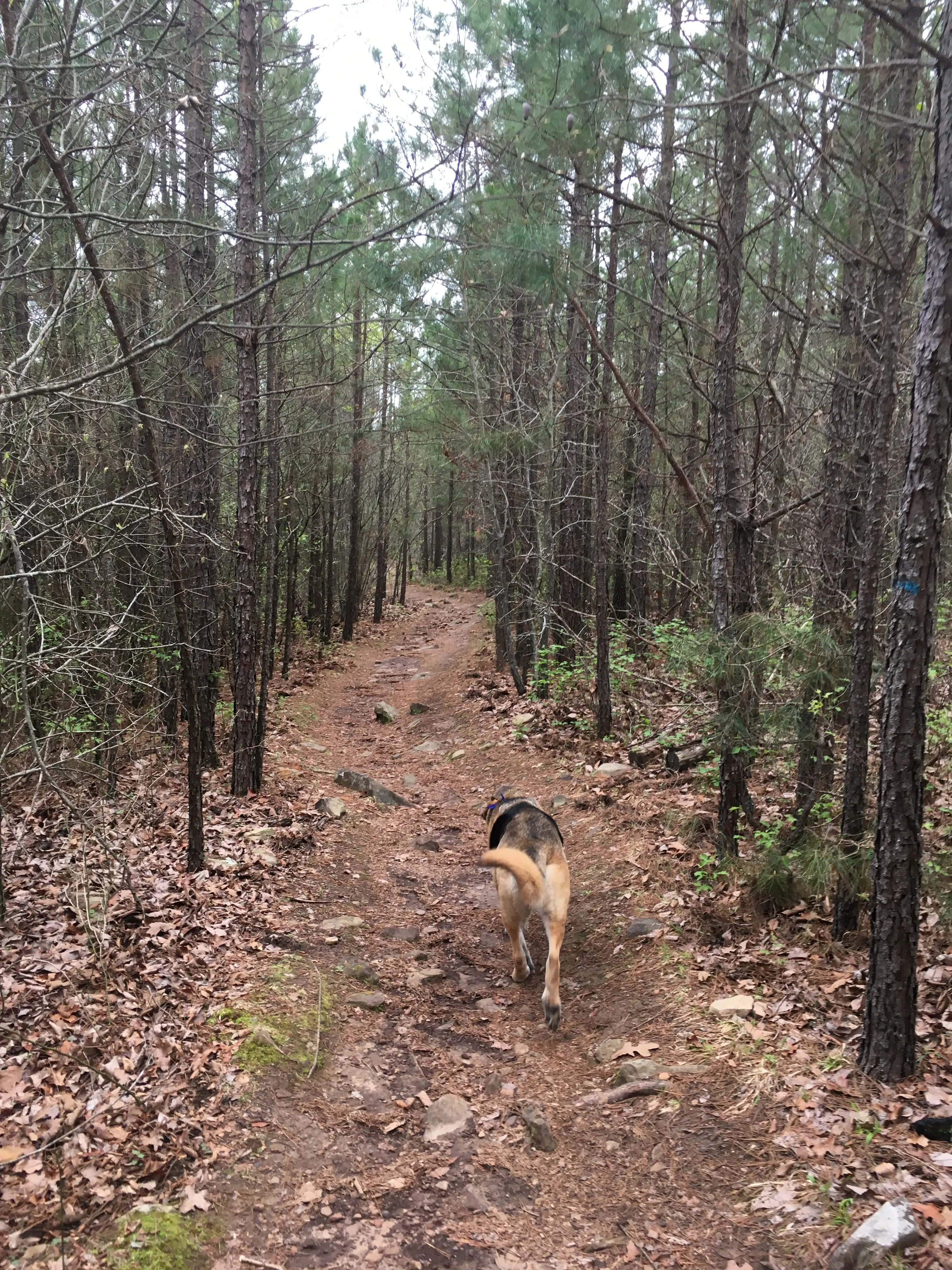 Hike the Seven Hollows Trail at Petit Jean SP
