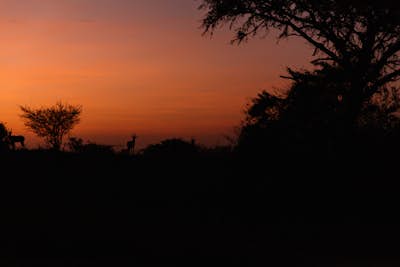 Sunrise safari through Murchison Falls National Park