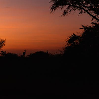 Sunrise safari through Murchison Falls National Park