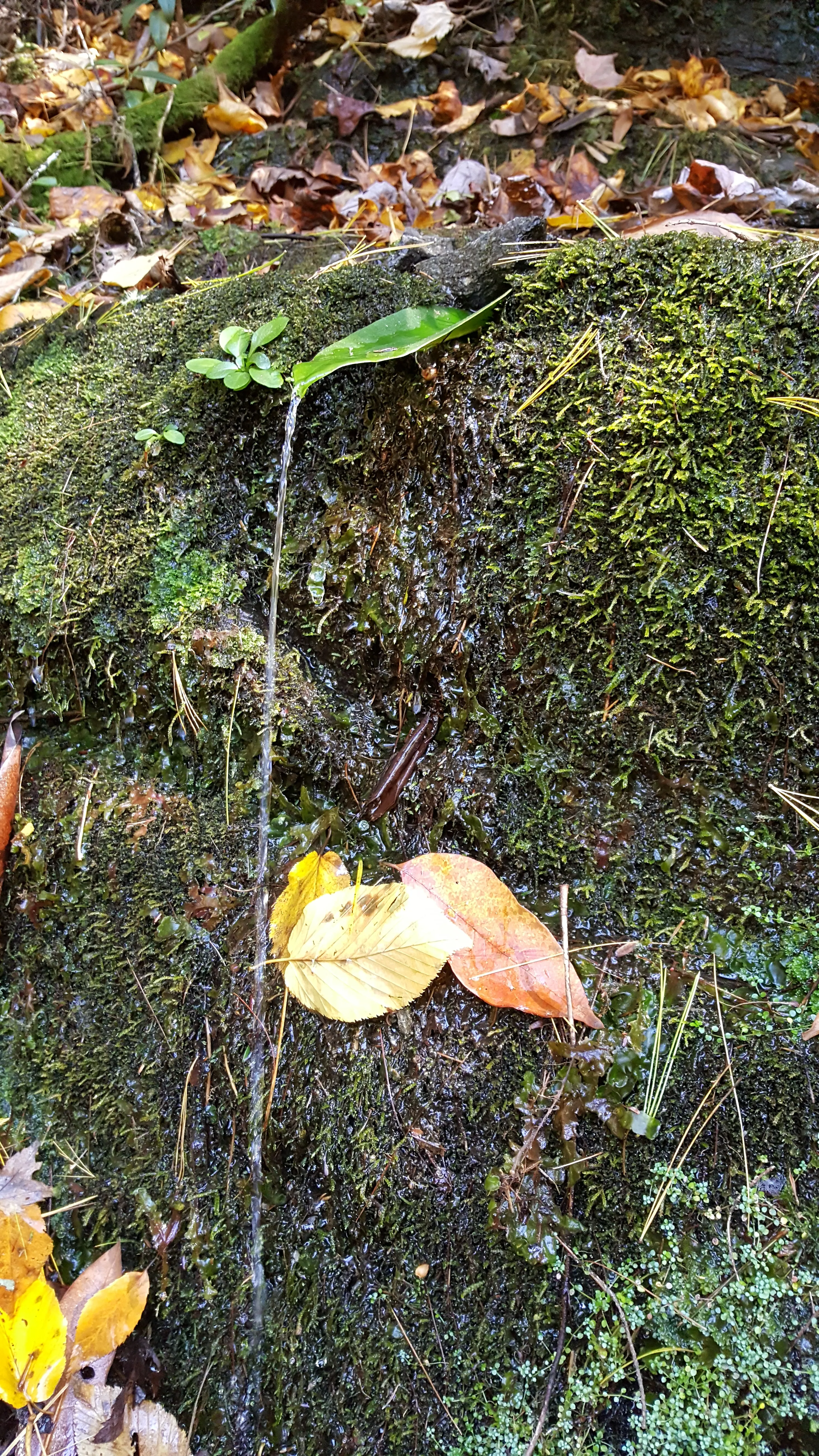 Hike along the Chattooga River to Spoonauger Falls