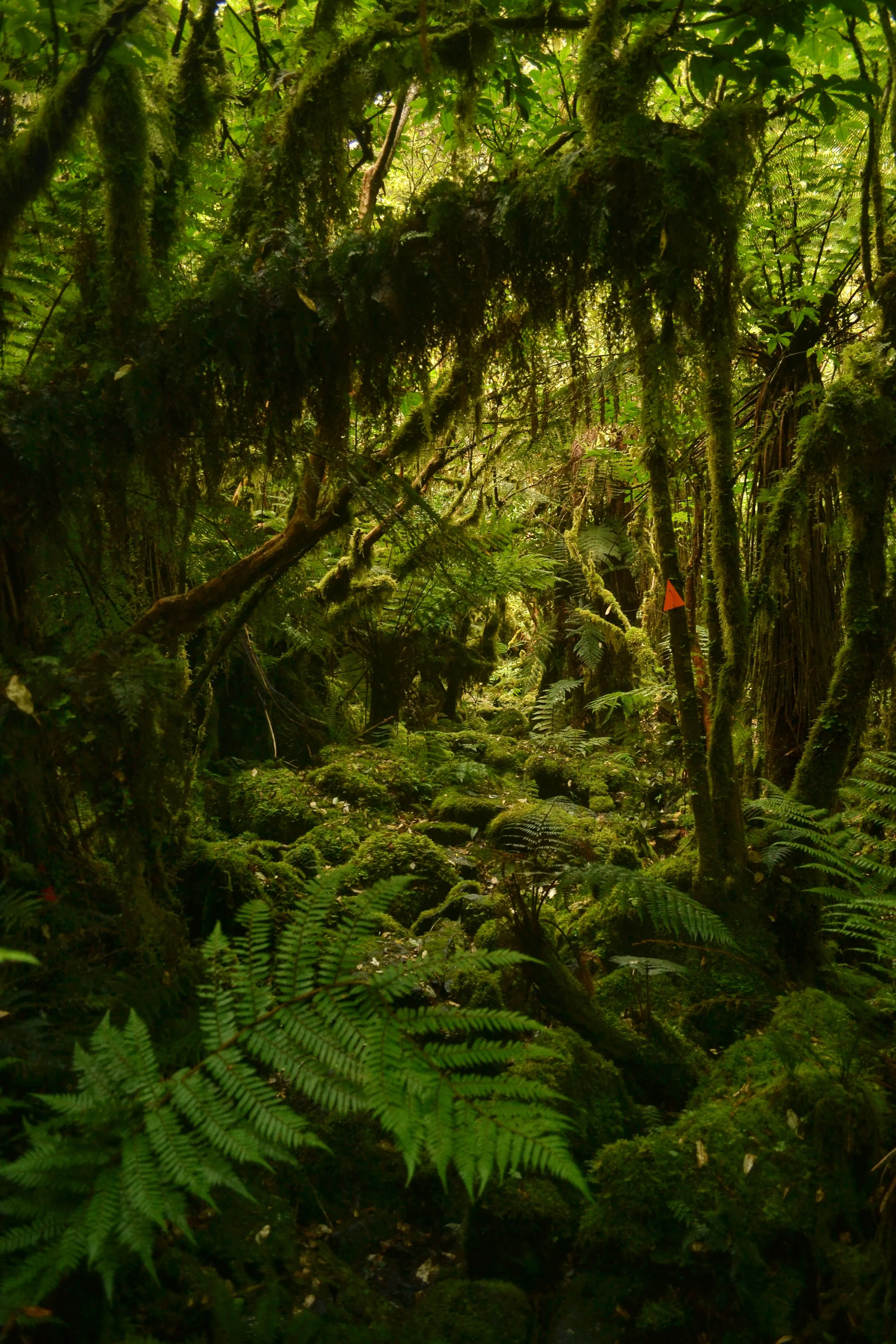 Backpack the Dusky Track