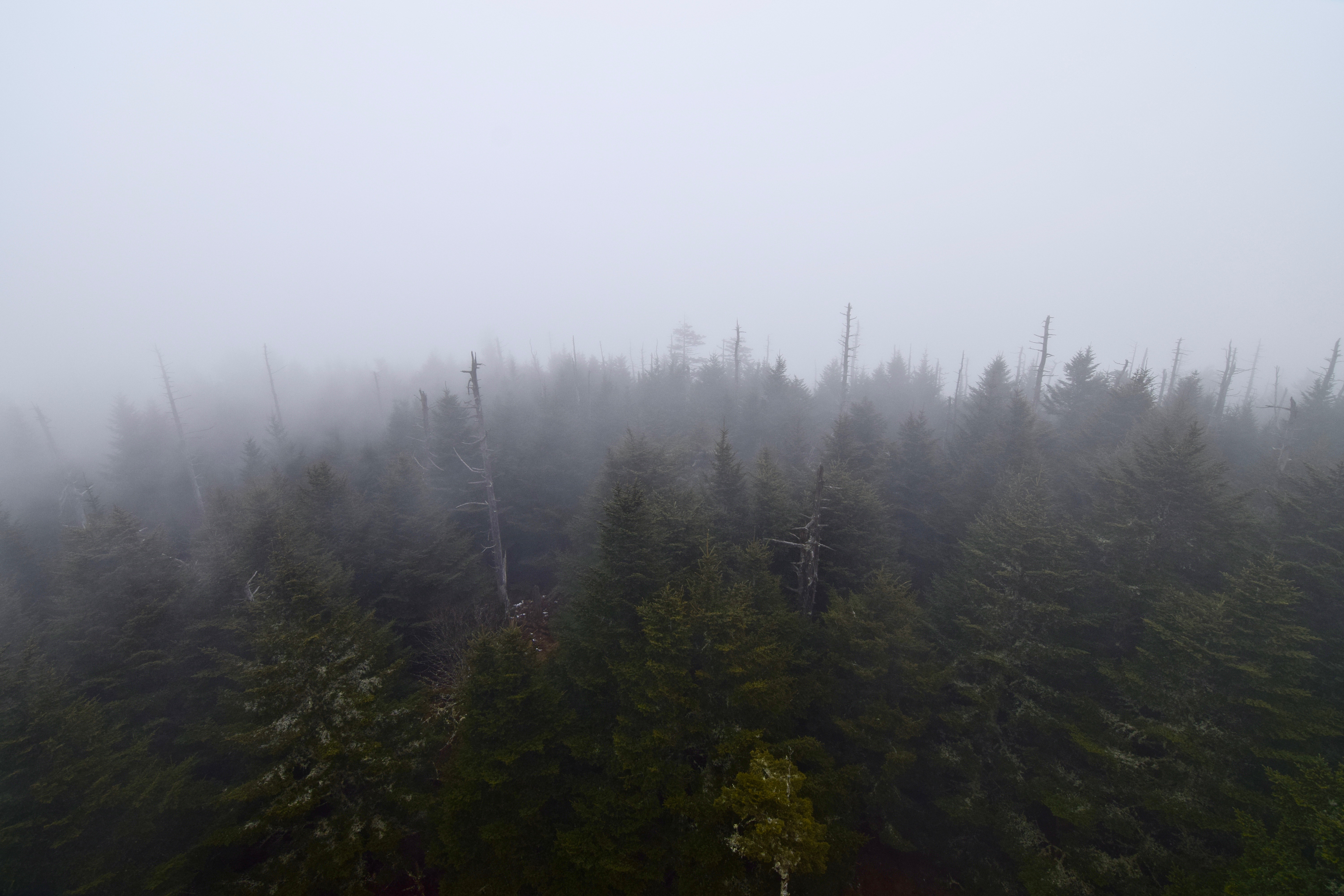Clingman’s Dome via Newfound Gap